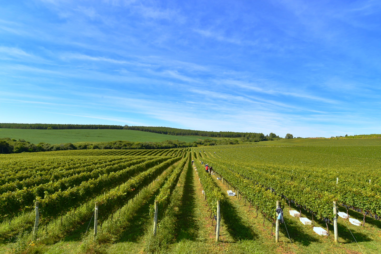 Lidio Carraro Vinum Amphorae